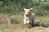 BERGER AUSTRALIEN PUPPIES 283